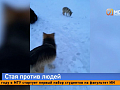 В деревне Плоское стая собак на самовыгуле кидается на людей и автомобили