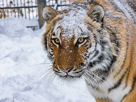 Красноярский «Роев Ручей» объявляет «Месяц северных красавцев» и приглашает детей бесплатно . Фото: Роев Ручей