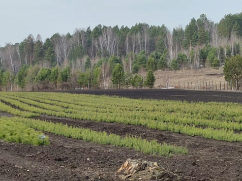 33 миллиона сеянцев вырастили в этом году в Красноярском крае. Фото: министерство лесного хозяйства Красноярского края