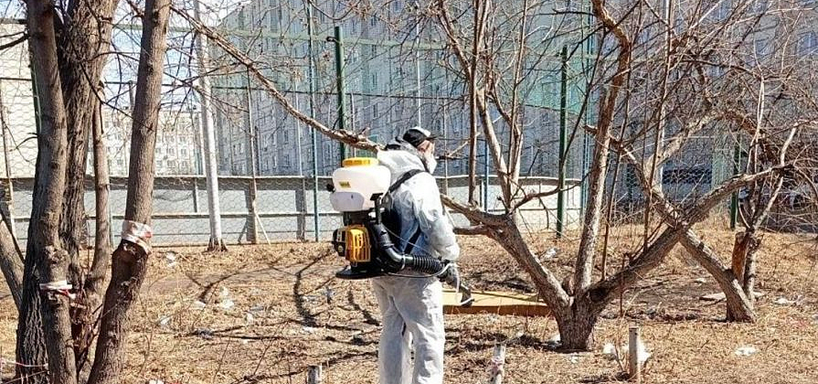 В Красноярске начали обрабатывать общественные пространства от клещей