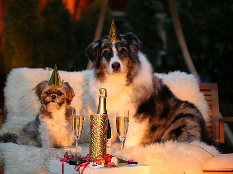 Задобрим Тигра: в чём встречать Новый год. Фото: pixabay.com