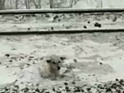 Под Красноярском сбитая поездом собака 4 дня ждала помощи на морозе. Фото, видео: «ДогСпас»