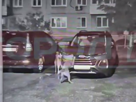 Стая бездомных собак повредила автомобиль из-за кошки в Ачинске. Фото/видео: «ЧП 124»/«Город А» (t. me)