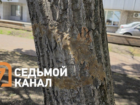 В Красноярске едва не уничтожили редкое дерево из за ошибки подрядчика. Фото: 7 канал Красноярск