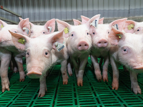 Красноярский свинокомплекс отрицает свою причастность к загрязнению воздуха сероводородом. Фото: Сибагро