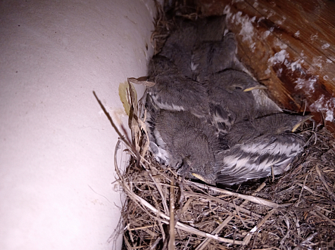 В красноярском заповеднике птицы свили гнезда на кордоне инспекции . Фото, видео: заповедник «Тунгусский» / VK