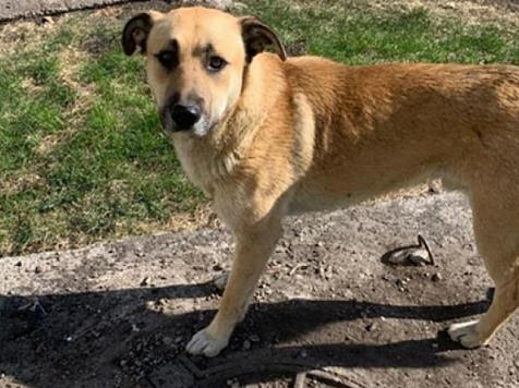 Специалисты Красноярского ГАУ предложили чипировать и стерилизовать всех собак. Фото: admkrsk.ru