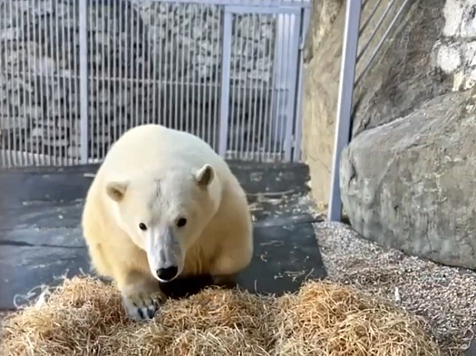 Белый медведь Диксон погиб в Московском зоопарке спустя год после спасения. Фото и видео: Светлана Акулова