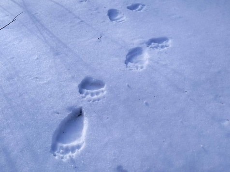 Белый медведь напал на рыбаков на севере Красноярского края. Фото: дирекция по ООПТ Красноярского края