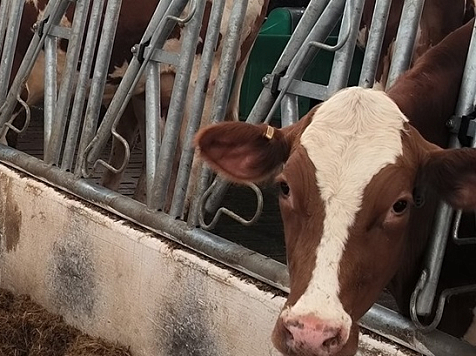 На 11 семей с фермами из Красноярского края выделили из бюджета субсидии на 32,5 миллиона рублей. Фото: Минсельхоз по Красноярскому краю