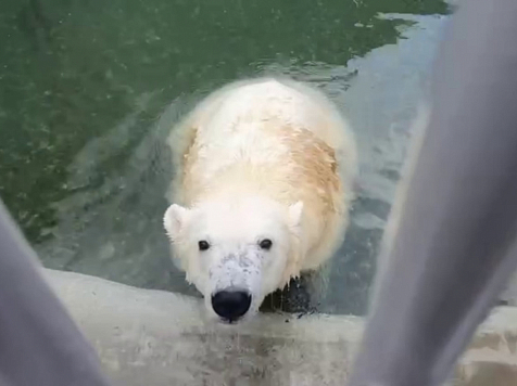 «Трудолюбивый медведь»: в Московском зоопарке показали, как Диксон тренируется и прохлаждается летом. Видео/скриншот: Светлана Акулова
