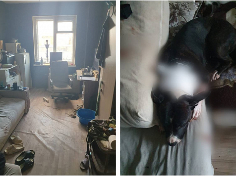 Убийцу собаки в Красноярске приговорили к исправительным работам на длительный срок. Фото: Прокуратура Красноярского края