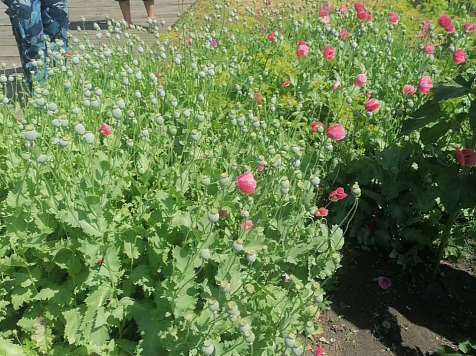 В Красноярском крае садоводу грозит 8 лет тюрьмы за выращивание маков «для пирожковой начинки». Фото: краевая Прокуратура