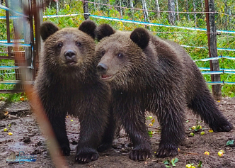 Медвежат из Красноярска выпустили в дикую природу на Алтае