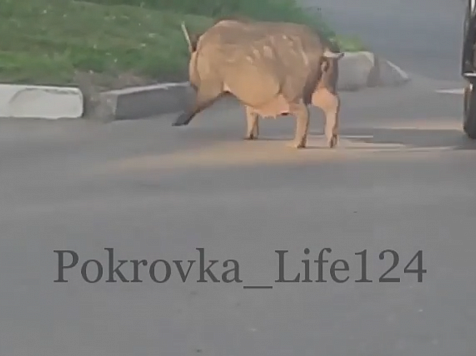 Красноярцы сняли на видео гуляющую по городу свинью. Фото, видео: https://www.instagram.com/pokrovka_life124/
