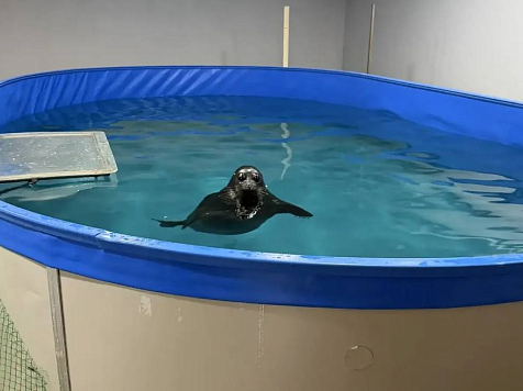 В Красноярске лицензировали нерпинарий. Фото: Управление Россельхознадзора по Красноярскому краю