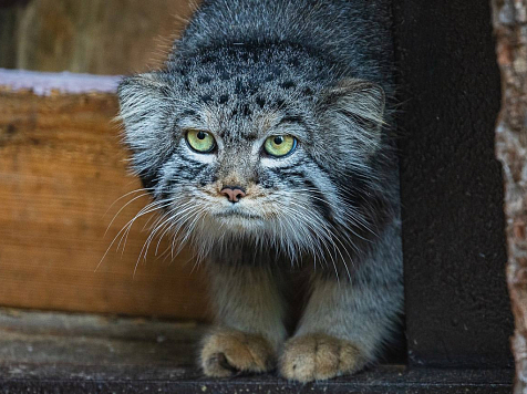 В Красноярском «Роевом ручье» появился манул. Фото: Роев ручей