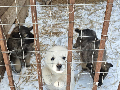 В Красноярске улучшили условия в приютах для животных. Фото: мэрия Красноярска