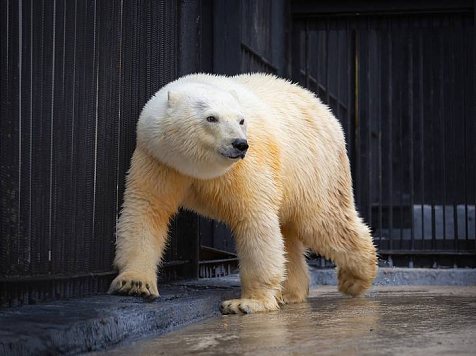  «Роев ручей» объявил конкурс на имя для норильской медведицы. Фото: vk.com/roevzoo