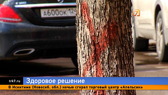 Жалко, но надо — на улице Сурикова в Красноярске срубят полсотни старых деревьев