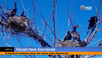 Пернатые «волки» или козлы отпущения — рыбаки и ученые спорят о вреде бакланов на Енисее