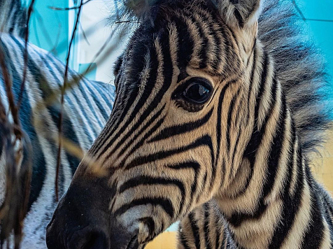 Рождённому в красноярском зоопарке детёнышу зебры исполнился месяц. Фото: «Роев ручей»