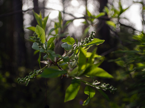 На Красноярский край надвигаются грозы и штормовой ветер. Фото: Иван Нечаев / JN Photos