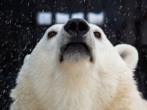 Завтра в красноярском зоопарке отметят День полярного медведя. Фото: «Роев ручей»