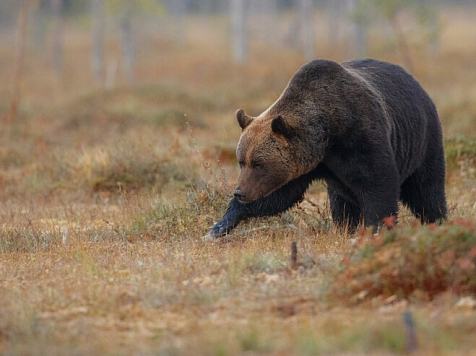 Медвежонка заметили в одной из деревень Красноярского края. Фото: Freepik