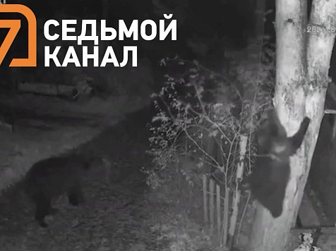 В Красноярском крае предлагают радикально упростить отстрел медведей 