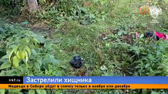 В Красноярском крае охотники застрелили медведя, растерзавшего пенсионерку