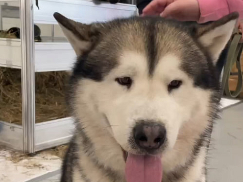 В красноярском конном клубе отравили ездовых маламутов. Скриншот: vk.com/kapriolclub