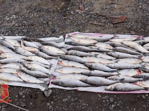 Житель Дудинки незаконно выловил несколько килограммов рыбы. Фото и видео: 24.мвд.рф