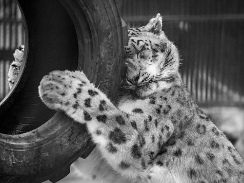 В красноярский «Роев ручей» привезут самку снежного барса. Фото: Новосибирский зоопарк