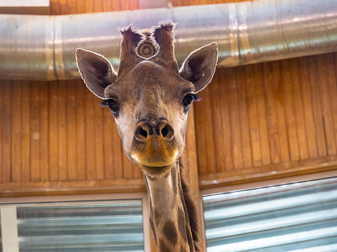 В красноярском «Роевом Ручье» показали, как взвешивают жирафов. Фото: Парк флоры и фауны "Роев Ручей"