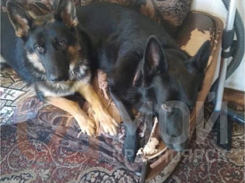 Житель Красноярского края застрелил из ружья двух немецких овчарок. Фото: "7 канал Красноярск"