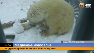 Медведь Диксон, спасенный в Красноярском крае, осваивается в новом вольере 