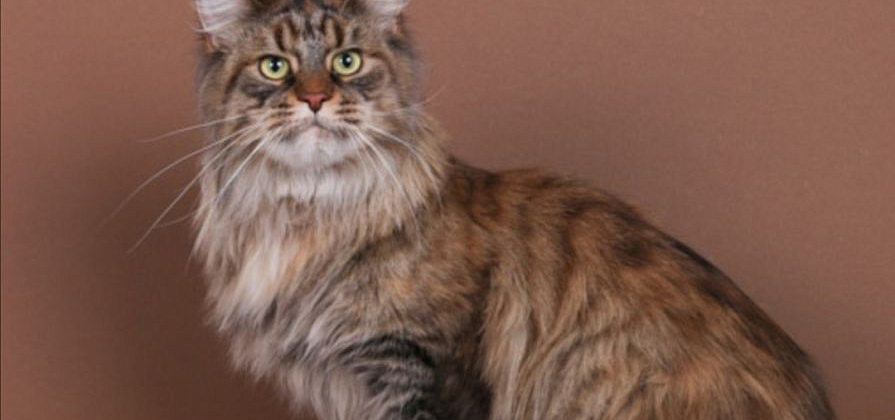 Мейн-куна из Красноярска признали лучшей кошкой-старожилом мира