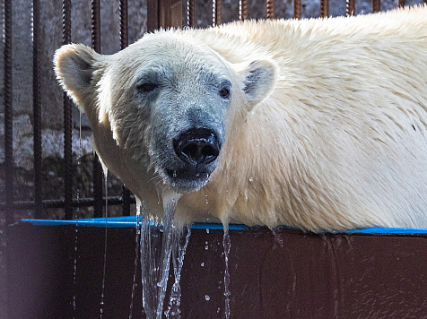 В красноярский «Роев ручей» на летние каникулы приехал белый медвежонок Ермак. Фото: «Роев ручей»