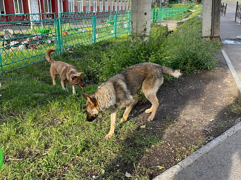 Учитель физкультуры в Красноярске выстрелил в собаку на глазах у детей. Фото: "7 канал Красноярск"