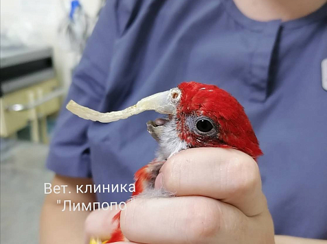 Красноярские ветеринары спасли попугая с аномально большим клювом. Фото: ветеринарная клиника "Лимпопо"