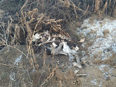 Нелегальный скотомогильник нашли жители Идринского района. Фото: МВД24