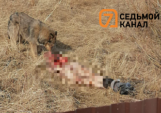 «Руки не было и половины груди»: в дачном массиве под Красноярском нашли обглоданное собаками тело мужчины