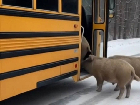 Дикие кабаны-автостопщики разогрели внутренние чаты поселка Манский . Фото, видео: чат Купи/Продай