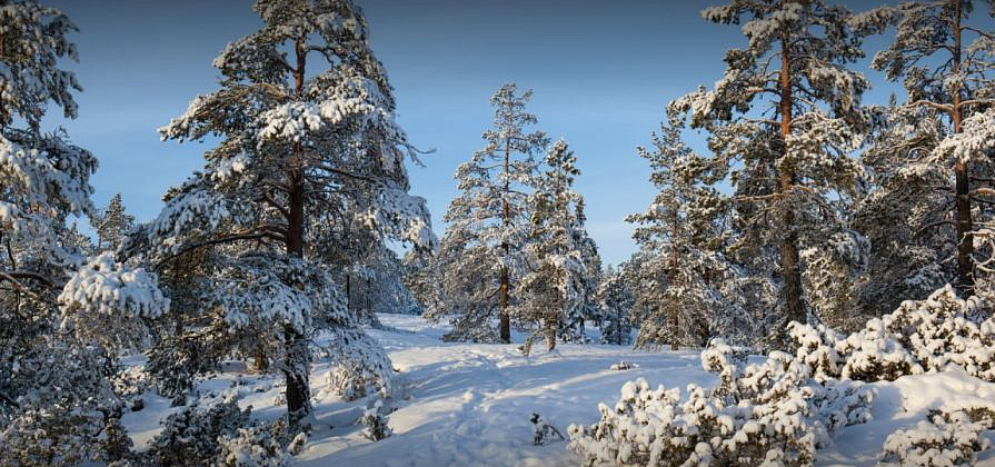 Красноярский край вошел в лидеры по лесным налогам