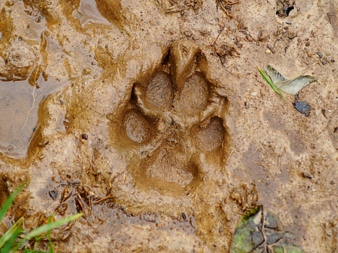 Глава СК взял на контроль дело о бродячих собаках в Красноярском крае . Фото: Freepik