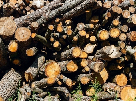 В Красноярском крае лесозаготовители получили отсрочку платежей за аренду участков . Фото: Бурмистров А. В.