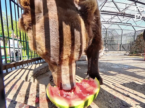 В Красноярском «Роевом ручье» показали любимое лакомство бурых мишек. Фото: «Роев ручей»