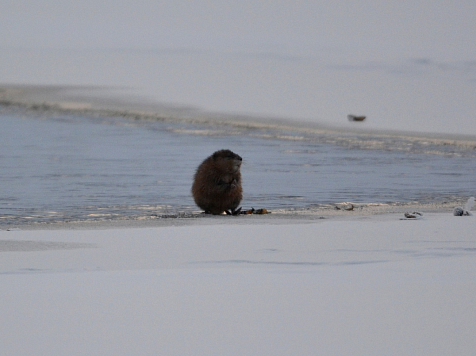 На севере Красноярского края засняли обед ондатры: посмотрите, как она кушает моллюсков в лютый мороз. Фото: vk.com/tunguskiy