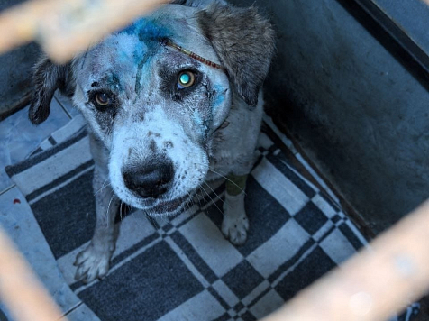 В Красноярке грабители забрались в частный дом и изрубили охранявшую его собаку топором. Фото/видео: «7 канал Красноярск»